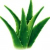 Liečivá ústna voda s aloe vera